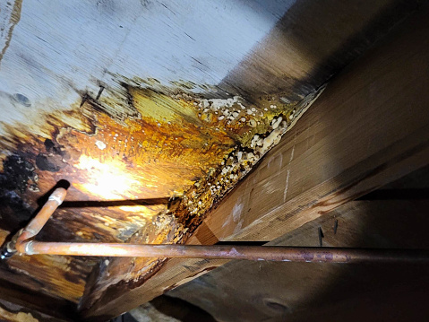 Yellow Mold in Crawlspace due to a pipe burst.
