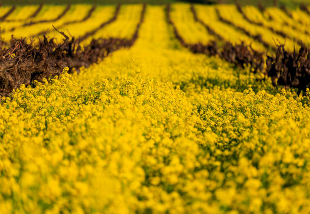 Yellow mustard flowers between grape vines in Napa Valley, California, USA stock photo