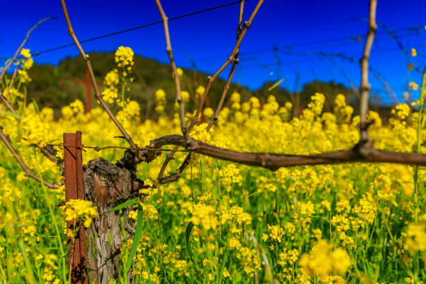 Yellow mustard flowers between grape vines in Napa Valley, California, USA stock photo