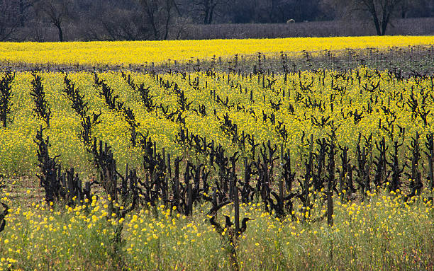 Yellow Mustard Flowers in a Healdsberg, California Vineyard stock photo