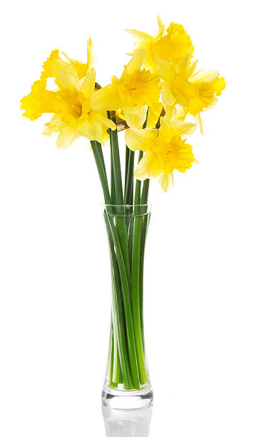 Yellow narcissuses in transparent vase stock photo