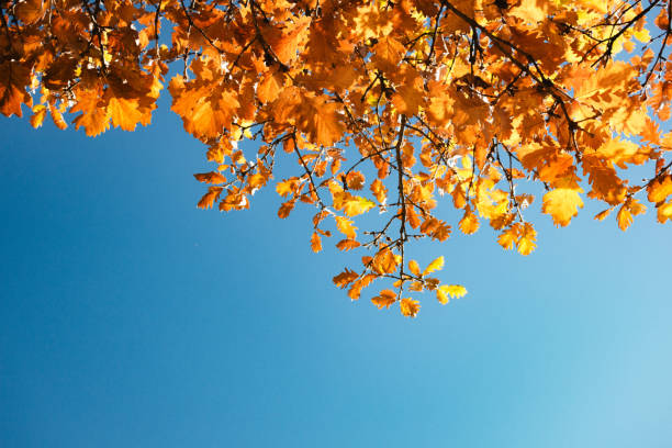 Photo of Yellow oak leaves on blue sky background
