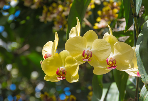 Gelbe Orchideen In Der Orchid Show Botanischen Garten Von New York