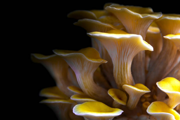 Yellow oyster mushroom, Mushroom cultivation, healthy organic food Yellow oyster mushroom oyster mushroom stock pictures, royalty-free photos & images