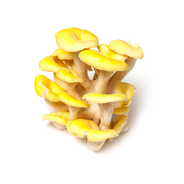 Yellow oyster mushrooms Yellow oyster mushrooms isolated on a white studio background. oyster mushroom stock pictures, royalty-free photos & images