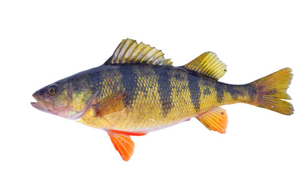 Yellow perch Perch caught in the winter in the Lake Michigan, Chicago Illinois, USA. Small jig with two worms used as a successful lure. perch fish stock pictures, royalty-free photos & images