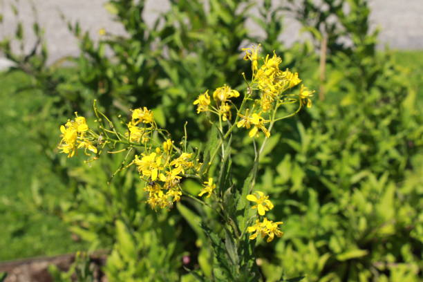 Yellow "Perennial Rocket" flowers - Sisymbrium Strictissimum stock photo