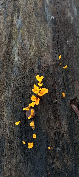 Beautiful yellow mushroom growing on an old wood