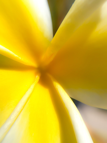 A yellow plumeria is a welcoming sight as its flowers bloom in Spring.