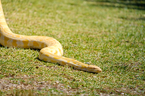 Yellow python crawling in the grass