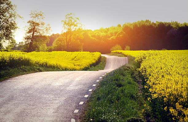 yellow rapeseed field - svensk sommar bildbanksfoton och bilder