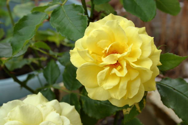 Yellow Rose - Floribunda 'Friesia' stock photo