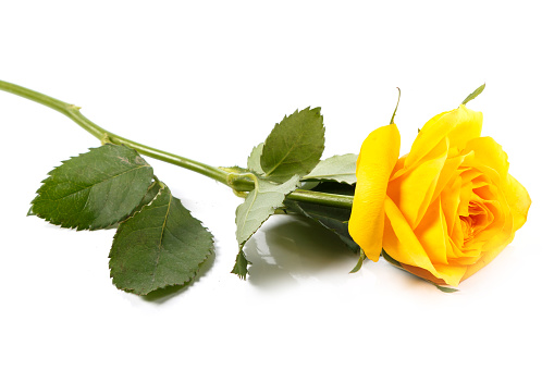 Yellow rose flower on white background