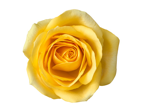 Yellow rose flowers in a corner arrangement isolated on white background. Flat lay, top view.