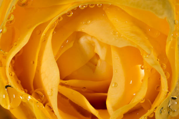 Yellow Rose macro with water drops stock photo