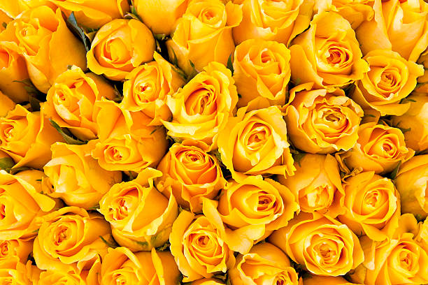 Yellow Roses "Close-up of a big bunch fresh yellow roses,  perfect rose background. Yellow roses symbolize admiration, joy, or friendship." bed of roses stock pictures, royalty-free photos & images