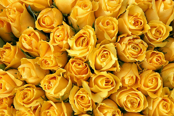 Yellow Roses Shot of a bunch yellow roses bed of roses stock pictures, royalty-free photos & images