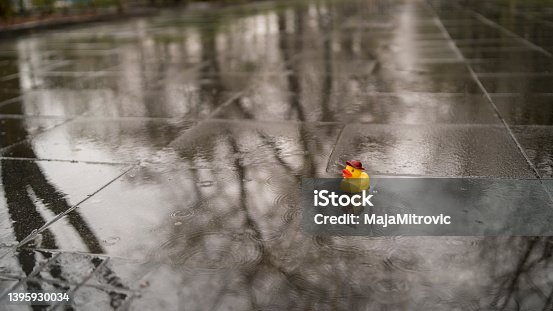 istock Yellow rubber duck in the puddle 1395930034
