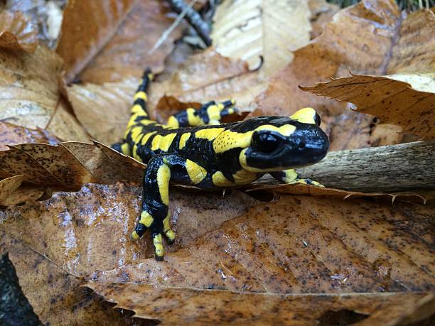 Yellow salamander Salamander, in the forest in the fall. Cévennes National Park cevennes national park stock pictures, royalty-free photos & images