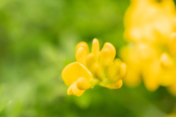 Yellow scotch broom flowers in spring Yellow scotch broom flowers in spring scotch broom stock pictures, royalty-free photos & images