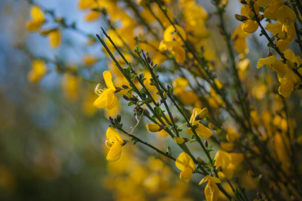Yellow Scotch Broom Beautiful yellow spring Scotch Broom and white daisies against a soft, lush, green backdrop of leaves and grass. scotch broom stock pictures, royalty-free photos & images