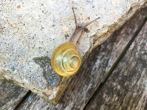 Yellow snail on an old stone in the garden