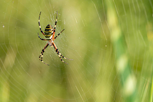 Yellow striped spider outside in green nature in her spider web. Argiope bruennichi also called zebra, tiger, silk ribbon, wasp spider in front of blurred background Yellow striped spider outside in nature in her spider web. Argiope bruennichi also called zebra, tiger, silk ribbon, wasp spider in front of blurred background arachnophobia stock pictures, royalty-free photos & images