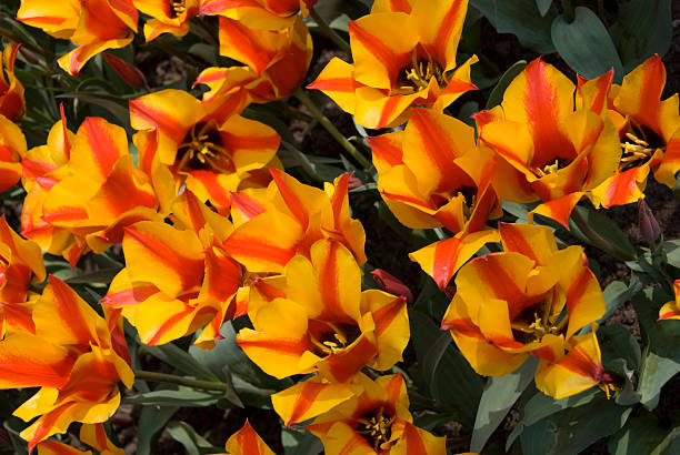 Yellow Striped Tulips at the Keukenhoff stock photo