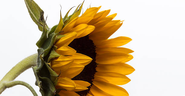 Yellow sunflower stock photo
