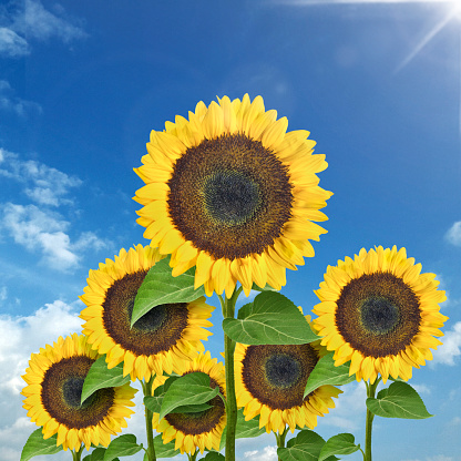 Yellow sunflowers against blue sky. Summer background
