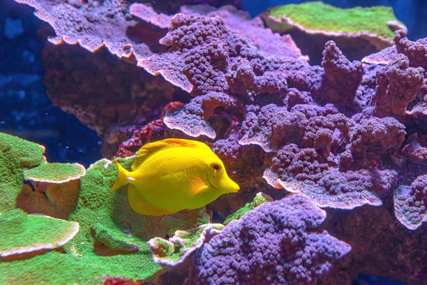 желтая рыба-хирург тан - great barrier reef стоковые фото и изображения
