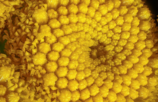 Yellow Tansy - Tanacetum vulgare - flower under microscope, image width 9mm stock photo