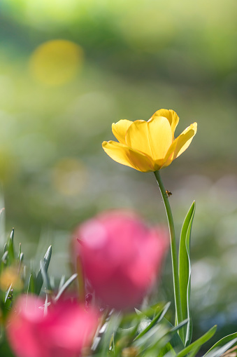 Yellow tulip in the backlight with grass against green background