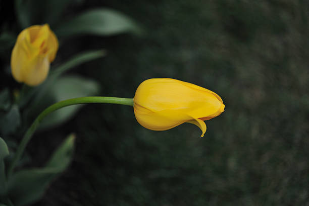 Yellow Tulip stock photo