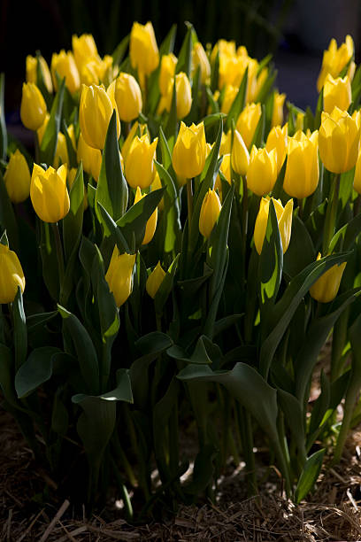 Yellow tulips in garden stock photo