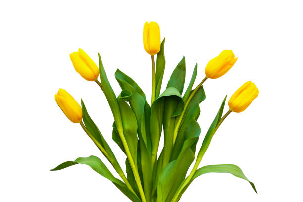 Yellow tulips on a white background. Flowers lie around stock photo