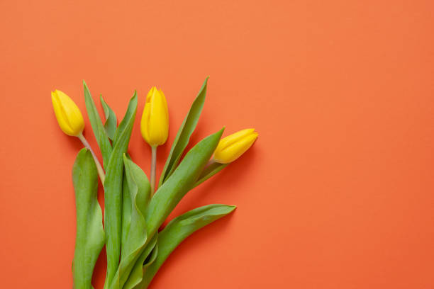 Yellow tulips on modern background flat lay design stock photo