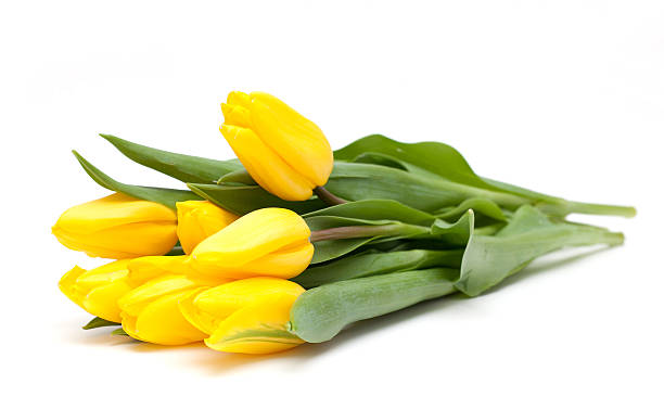 yellow tulips yellow tulips on white background tulip stock pictures, royalty-free photos & images