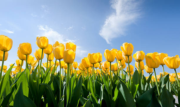 yellow tulips low angle view on yellow tulips in flower field in the spring, Netherlands, at a clear sky tulip stock pictures, royalty-free photos & images