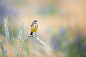 istock Yellow wagtail bird singing on a ear of rye in the morning. 1352469861