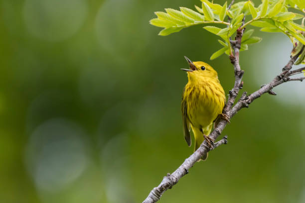 Yellow Warbler stock photo