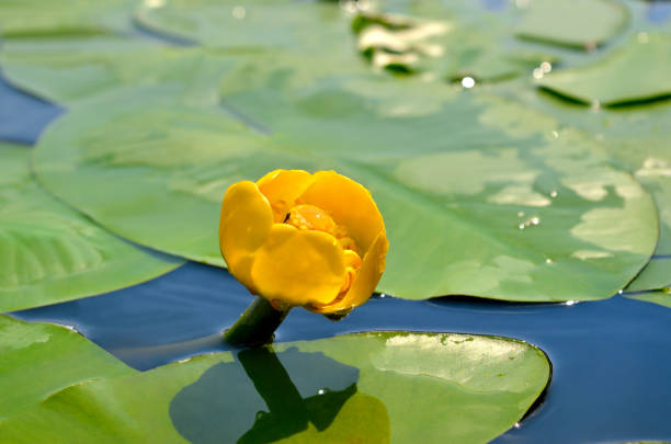 Photo of Yellow water lily spatter-dock among green leaves