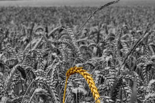 Yellow wheat sheaf on black and white wheat field stock photo