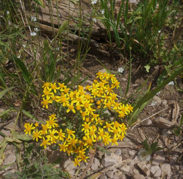 Yellow wild daisy cluster stock photo