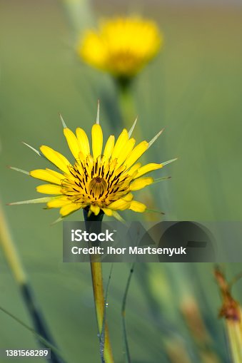 istock Yellow wild flower of salsify close up. Goatsbeard (Tragopogon pratensis) blooms in the meadow in spring. 1381568289