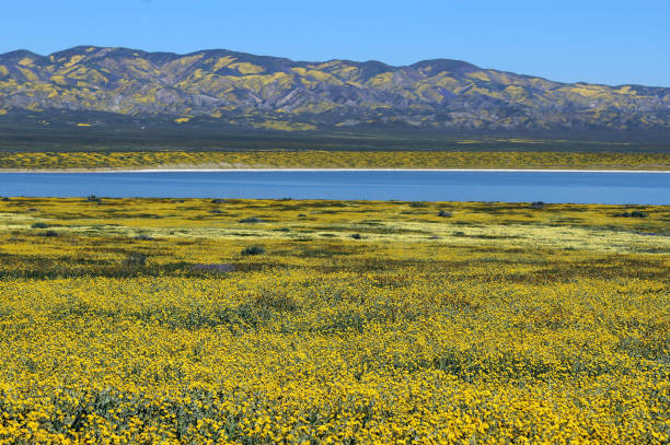 yellow wildflower field and lake stock photo