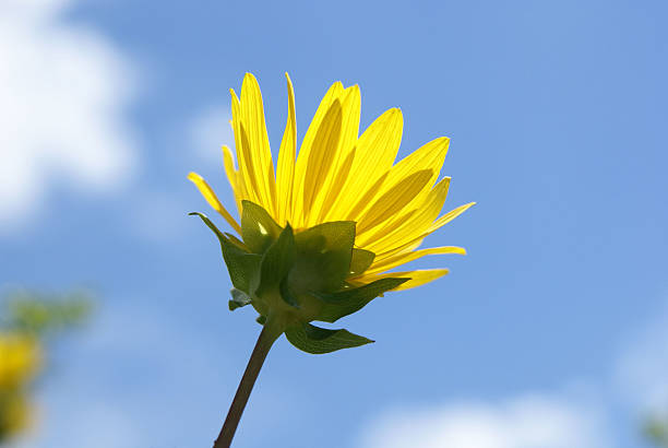 Yellow Wildflower stock photo