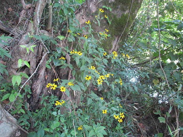 Yellow Wildflowers on a Vine Cling to a Tree stock photo