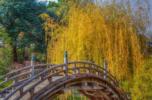 Yellow Willow Tree in Autumn with Curved Foreground Bridge stock photo
