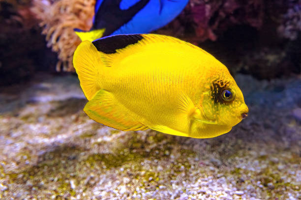 желтая рыба-ангел вудхеда - great barrier reef стоковые фото и изображения